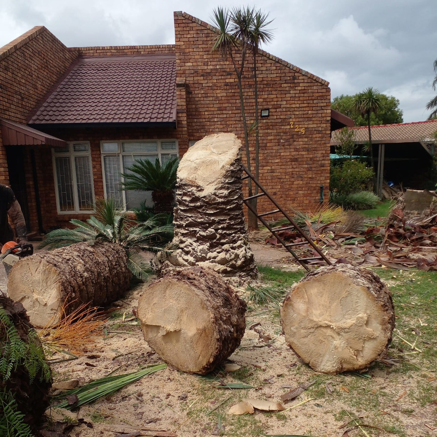 tree-felling-img